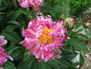 Cherry Twist peony photo