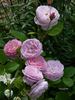 Queen Anne rose photo