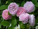 Queen Anne rose photo