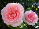 George Sand rose photo