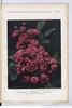 Graf Zeppelin rose photo
