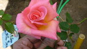 Maria Cecilia Freeman ™ rose photo