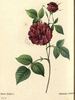 Bengale Hermite ordinaire rose photo