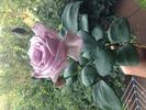 Blue Moon, Cl. rose photo