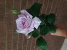Blue Moon, Cl. rose photo
