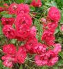 Charta '77 rose photo