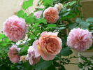 Emanuel ® rose photo