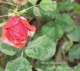 Andante rose photo
