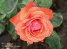 Andante rose photo