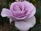 Blue Bajou ® rose photo