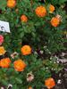 Irish Eyes ™ rose photo