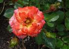 Irish Eyes ™ rose photo