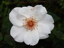 Innocence rose photo