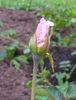 Music Maker rose photo
