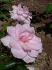 Music Maker rose photo