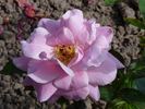 Music Maker rose photo
