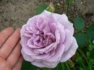 The Scotsman™ rose photo