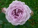 The Scotsman™ rose photo