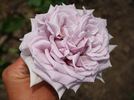 The Scotsman™ rose photo