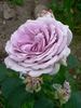 The Scotsman™ rose photo
