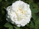 Karl Förster rose photo
