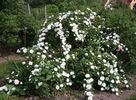 Karl Förster rose photo