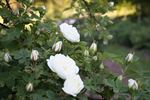 Karl Förster rose photo