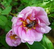 Marzipan rose photo