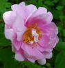 Marzipan rose photo