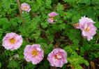 Marzipan rose photo