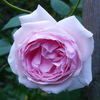 Lordly Oberon rose photo