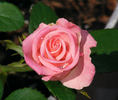 Show Stopper™ rose photo