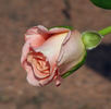 Show Stopper™ rose photo