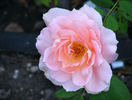 Rural Rhythm rose photo