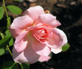 Rural Rhythm rose photo