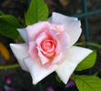 Rural Rhythm rose photo
