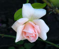Rural Rhythm rose photo