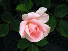 Rural Rhythm rose photo