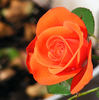 Powerhouse rose photo