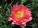 Coral Sunset peony photo