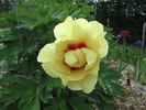 Canary Brilliants peony photo