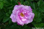 Pink Roadrunner ® rose photo