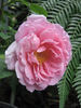 Lady Somers rose photo