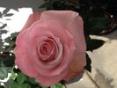 Mu Lan rose photo