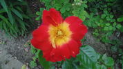 Annie Drevet rose photo