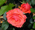 Millie Walters ™ rose photo
