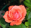Millie Walters ™ rose photo