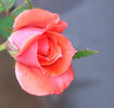Millie Walters ™ rose photo