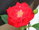 Miss Flippins ™ rose photo