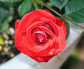 Miss Flippins ™ rose photo